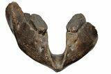 16.5" Wide Woolly Mammoth Mandible with M2 Molars - North Sea - #200812-1